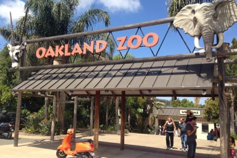 Scoot to the (Oakland) Zoo & Brunch in Alameda